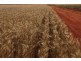 Perenjori WA 6620