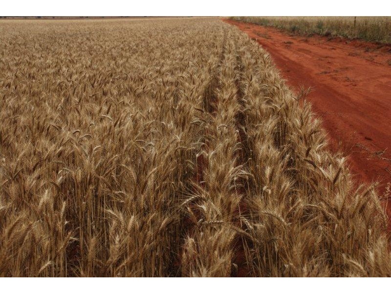 Perenjori WA 6620