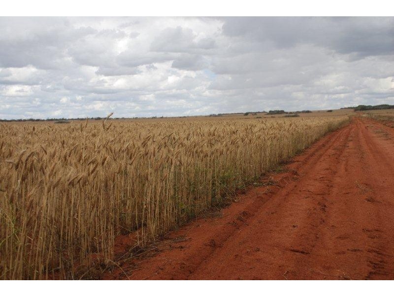 Perenjori WA 6620
