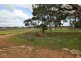 5875 Riddoch Highway, Padthaway SA 5271