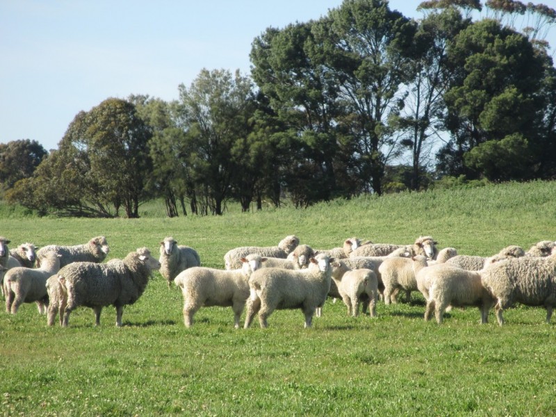 Lot 456 Kingston Avenue, Naracoorte SA 5271