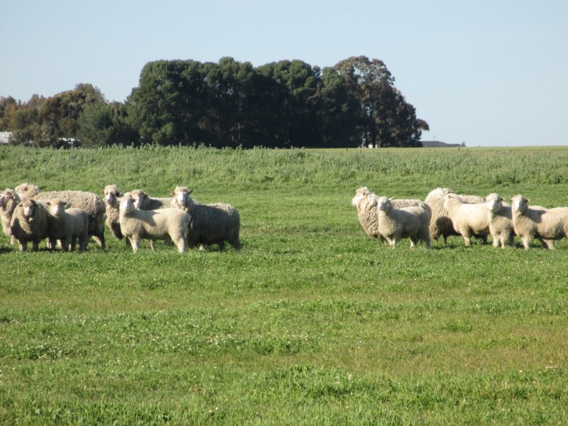 Lot 456 Kingston Avenue, Naracoorte SA 5271