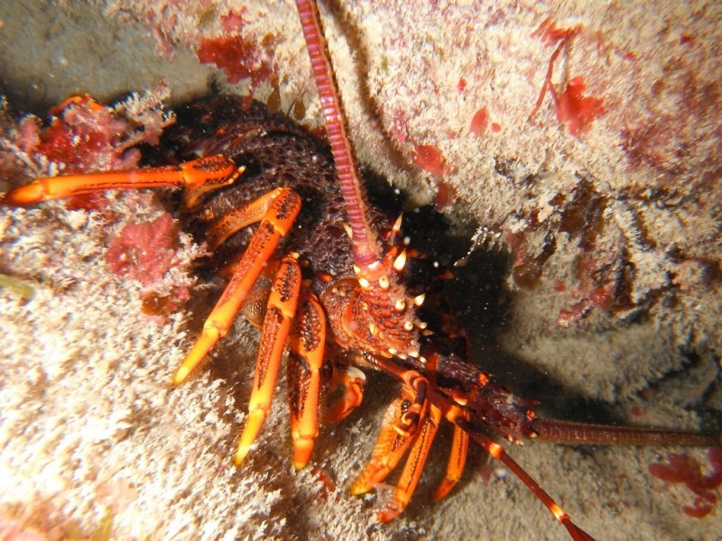 12 Chambers Street, Beachport SA 5280