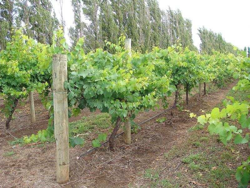 Lot 200 Riddoch Highway, Coonawarra SA 5263