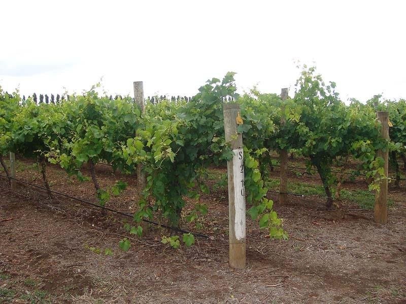 Lot 200 Riddoch Highway, Coonawarra SA 5263