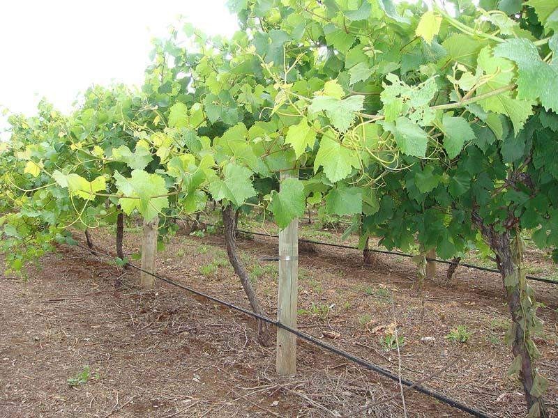 Lot 200 Riddoch Highway, Coonawarra SA 5263