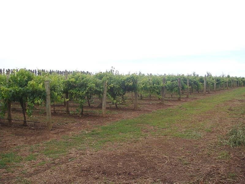 Lot 200 Riddoch Highway, Coonawarra SA 5263