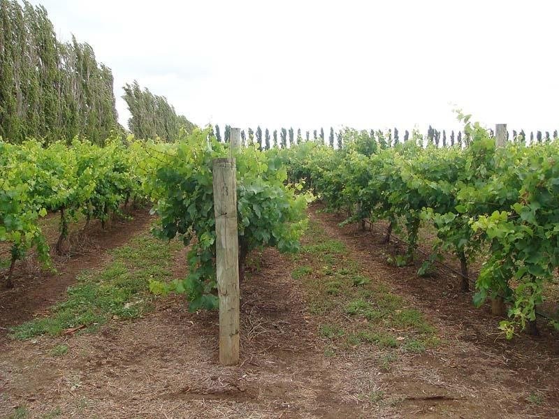 Lot 200 Riddoch Highway, Coonawarra SA 5263