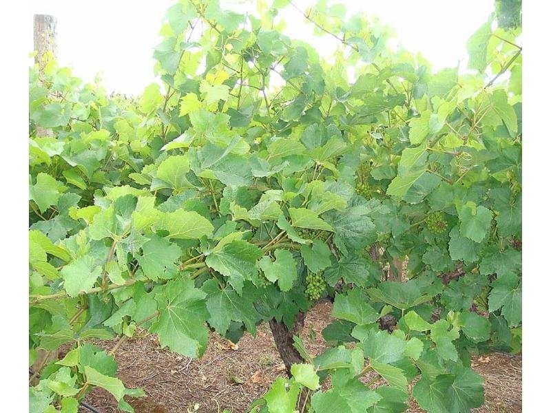 Lot 200 Riddoch Highway, Coonawarra SA 5263