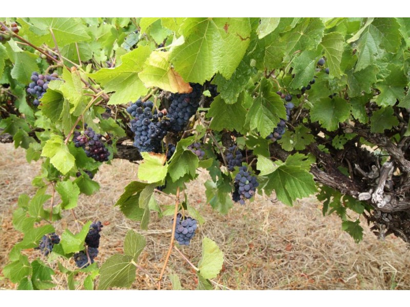 Lot 200 Riddoch Highway, Coonawarra SA 5263