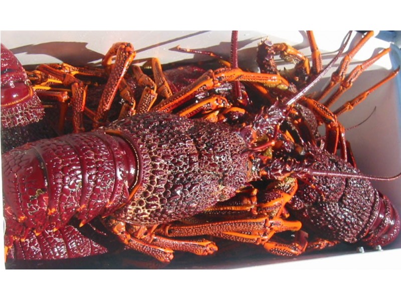 Lot 35 Charles Bonney Drive, Robe SA 5276