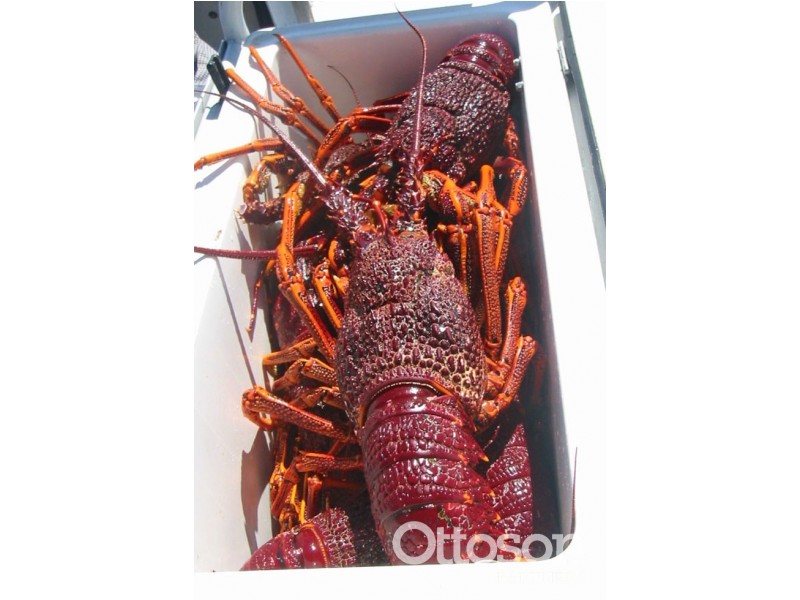 15 McArthur Place, Beachport SA 5280