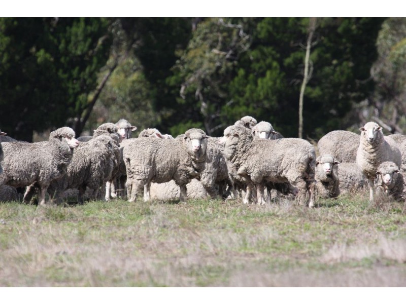 xx Edenhope – Kaniva Road, Minimay VIC 3413