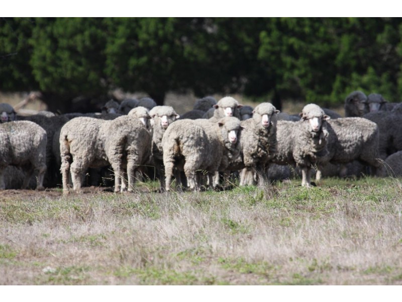 xx Edenhope – Kaniva Road, Minimay VIC 3413