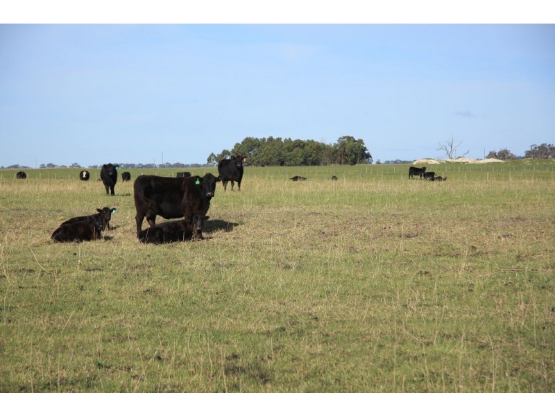 “Alonep” Penola – Lucindale Road, Penola SA 5277