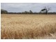 ‘Rosedale’ Rowneys Road, Mundulla SA 5270
