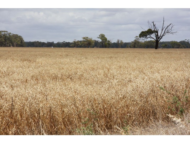 ‘Rosedale’ Rowneys Road, Mundulla SA 5270