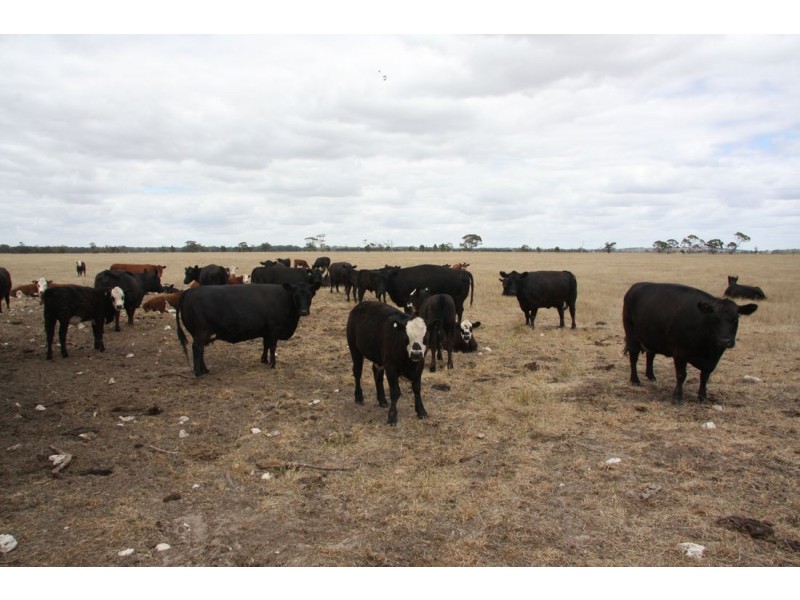 ‘Rosedale’ Rowneys Road, Mundulla SA 5270