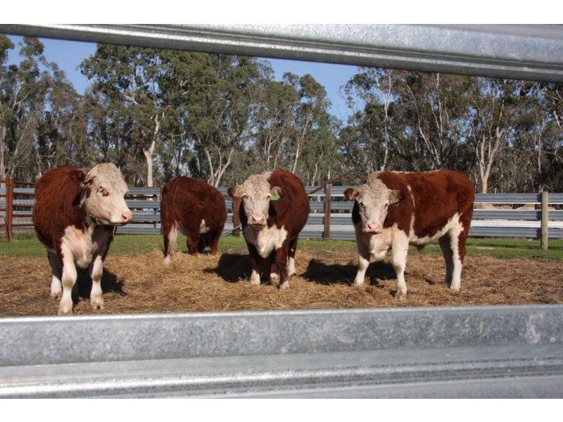 Mulligans Mulligans Rd, Penola SA 5277