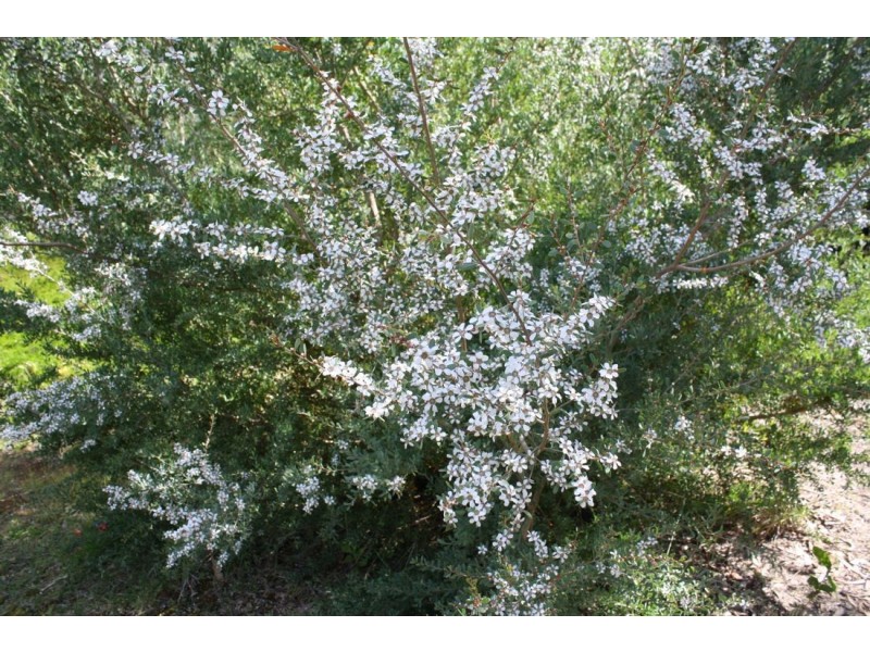 55 Mount McIntosh Road, Naracoorte SA 5271