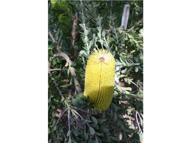 55 Mount McIntosh Road, Naracoorte SA 5271