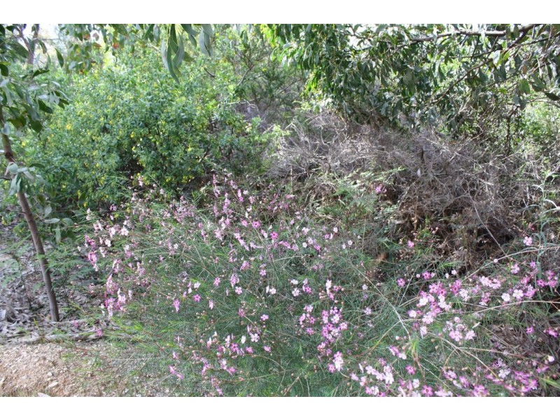 55 Mount McIntosh Road, Naracoorte SA 5271