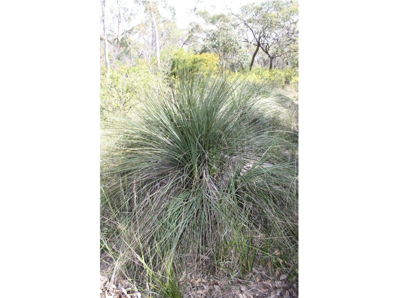 55 Mount McIntosh Road, Naracoorte SA 5271