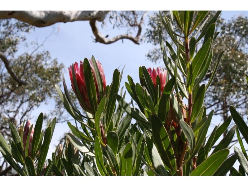 55 Mount McIntosh Road, Naracoorte SA 5271