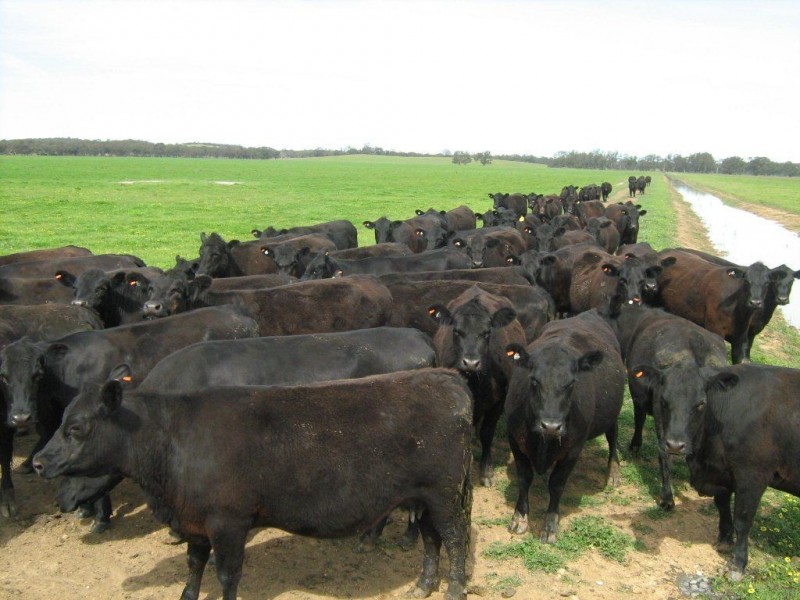 00 Swede’s Flat via, Padthaway SA 5271