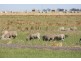 Lot A and B Gum Point Road, Naracoorte SA 5271