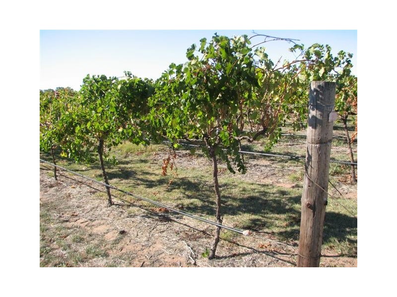 00 Rochow Wrays Rd, Wrattonbully SA 5271