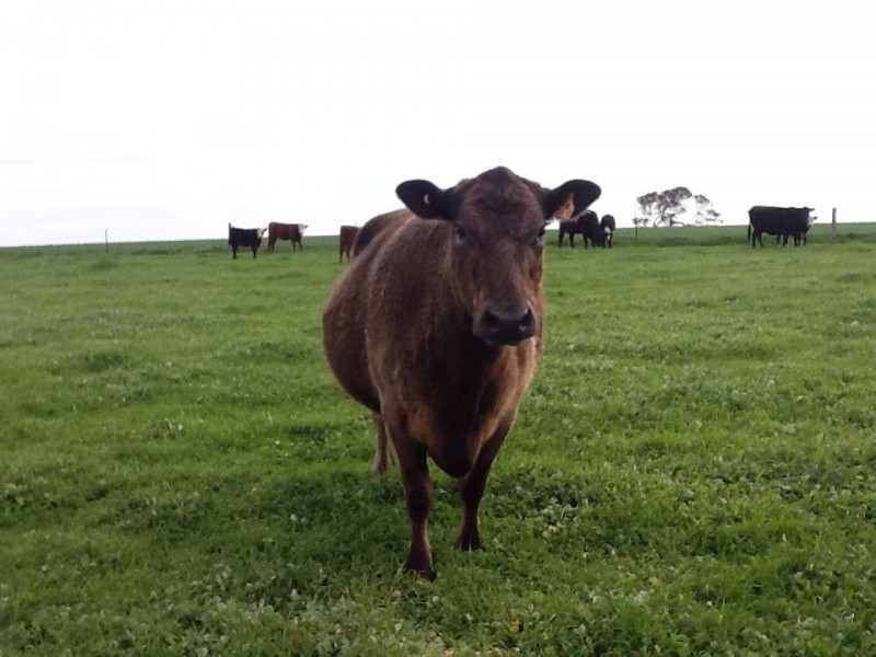 00 Bordertown Kingston Road, Mundulla SA 5270