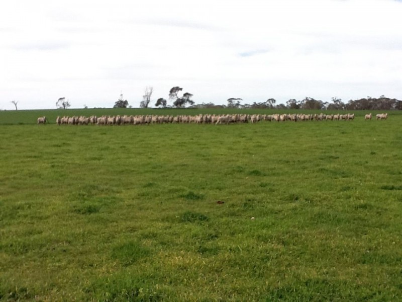 00 Bordertown Kingston Road, Mundulla SA 5270