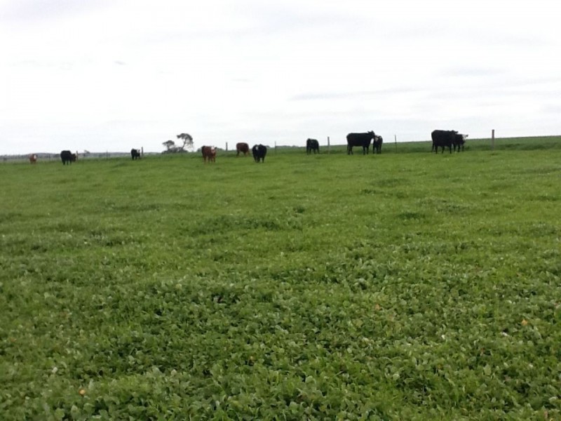 00 Bordertown Kingston Road, Mundulla SA 5270