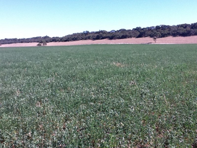 00 Dukes Highway, Tintinara SA 5266