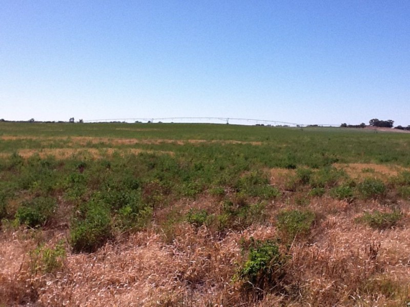 00 Dukes Highway, Tintinara SA 5266