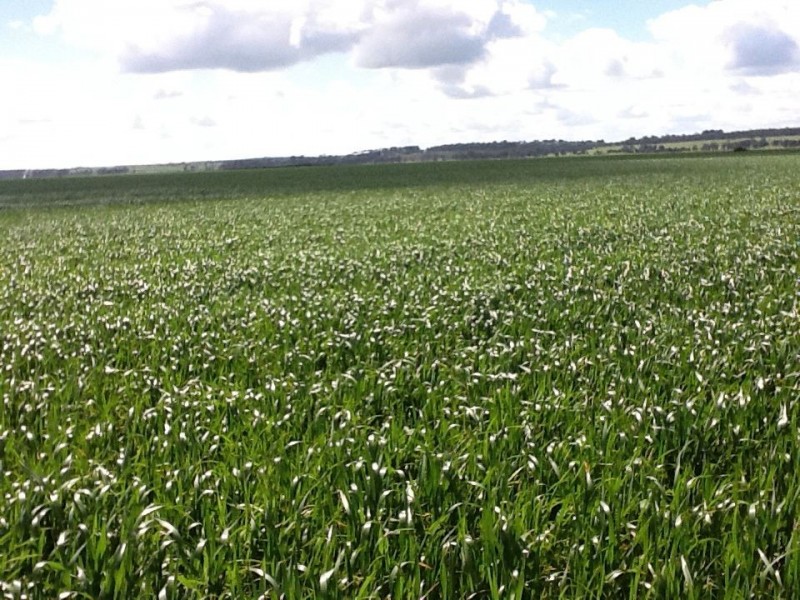 lot 1 Settlers Park Road, Naracoorte SA 5271