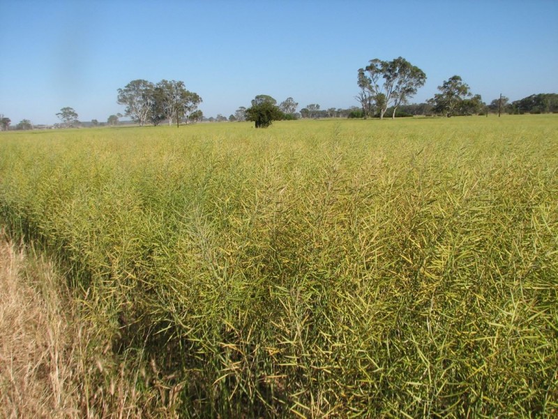 ‘Mt Light’ Hynam Caves Rd, Naracoorte SA 5271