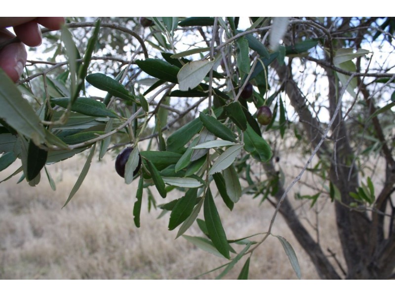 211 Pinkerton Road, Naracoorte SA 5271