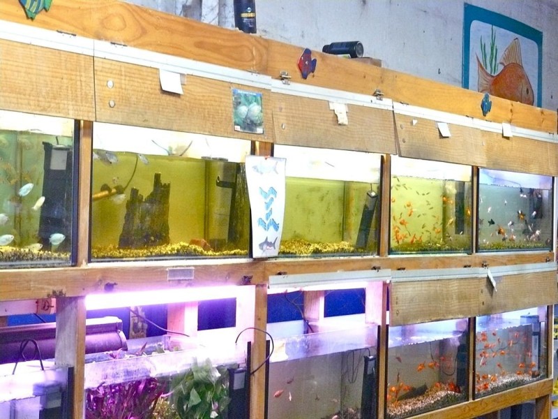 10 Ormerod Street, Naracoorte SA 5271