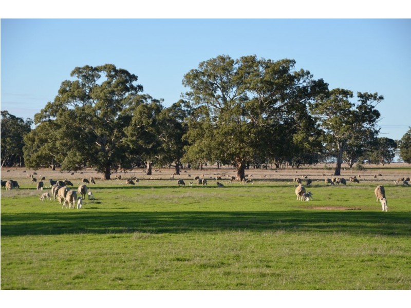 759 Jessie Road, Naracoorte SA 5271