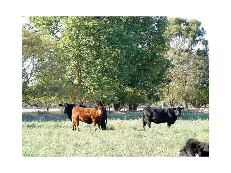 Penola SA 5277