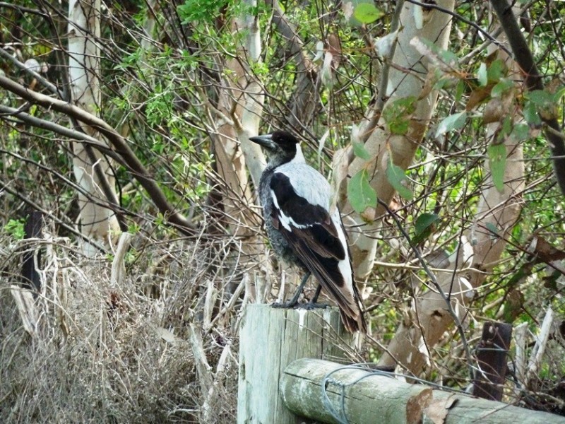 Lot 5 Golf Course Rd, Beachport SA 5280