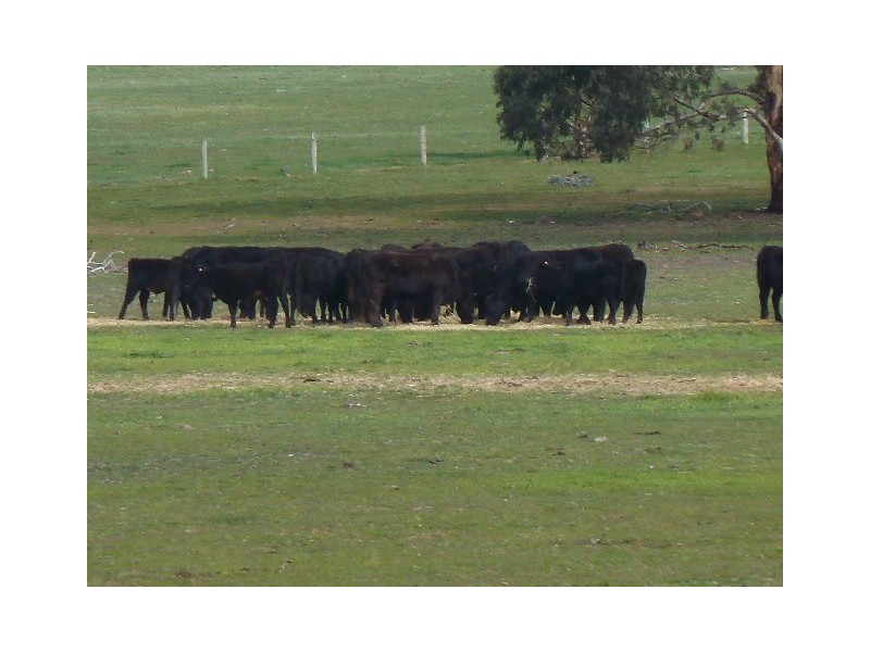 Darringa 659 Cadell Road, Bangham SA 5268