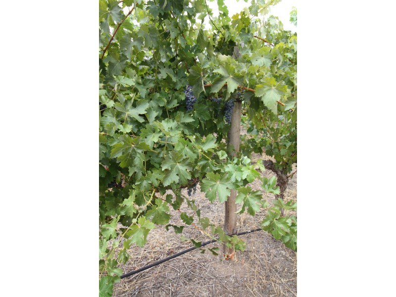 00 Carters Rd, Naracoorte SA 5271