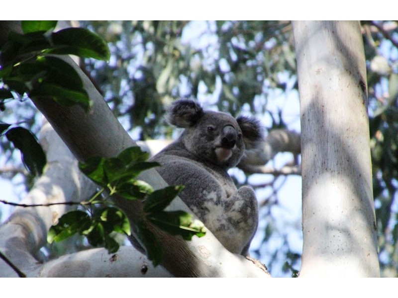 1 Byrne Road, Rosebank NSW 2480