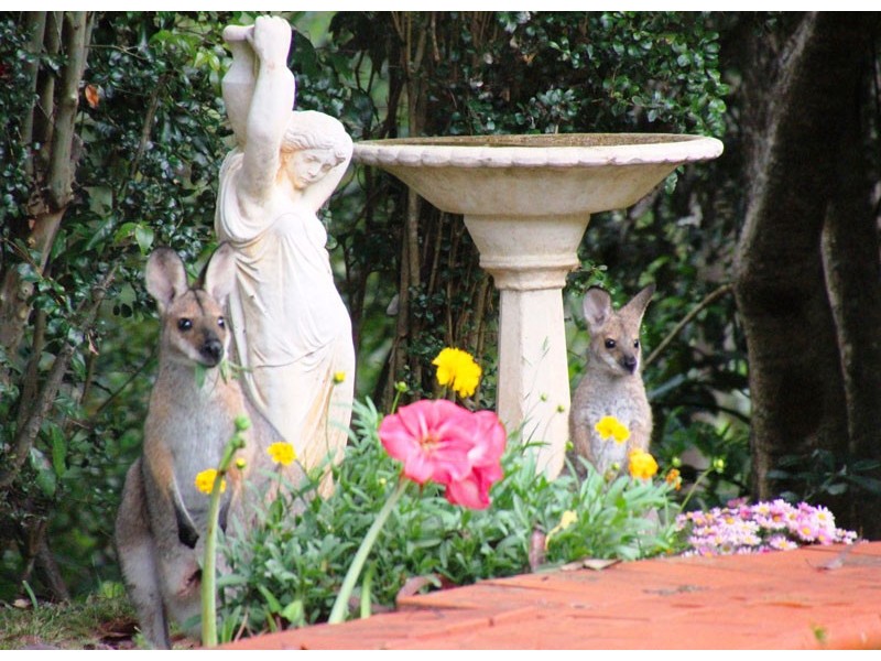 1 Byrne Road, Rosebank NSW 2480