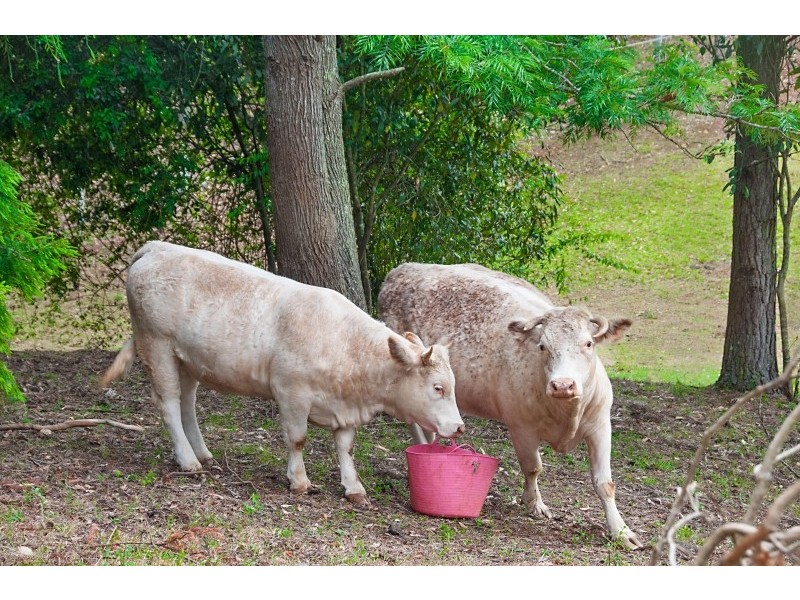 7 Tinderbox Road, Bangalow NSW 2479