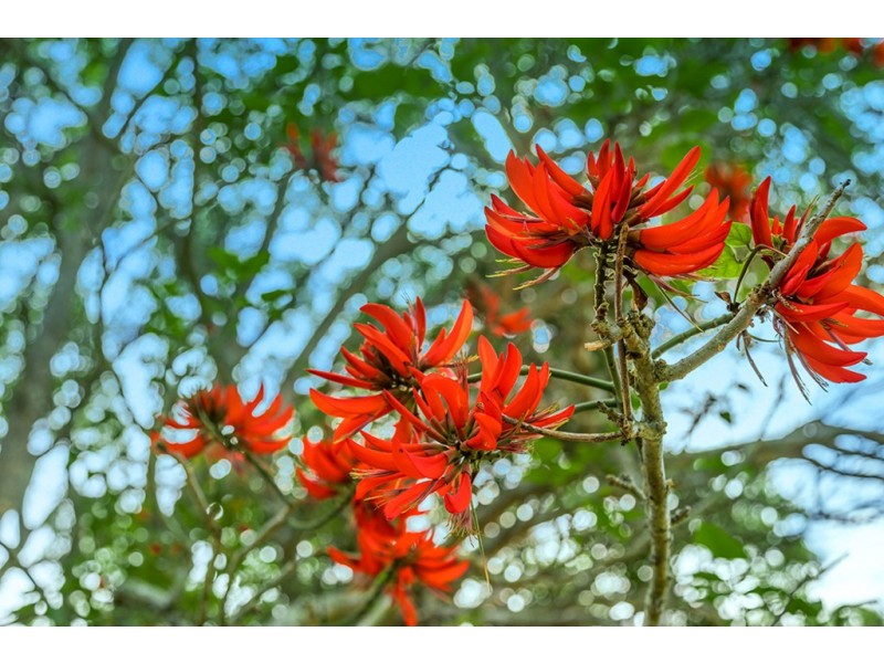 Stage 1 Fowlers Lane – Sunsets of Bangalow, Bangalow NSW 2479