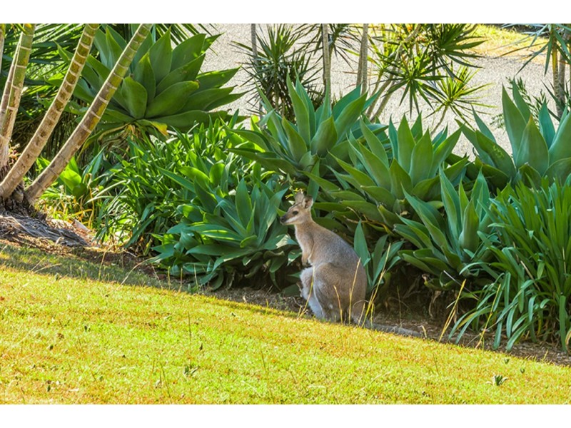 67 Barrys Road, Modanville NSW 2480